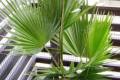 Palma Washingtonia SUPER CENA ! ! ! jedyne 150z